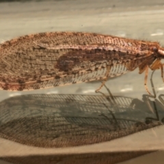 Stenosmylus tenuis (Osmylid lacewing) at Ainslie, ACT - 1 Apr 2024 by jb2602