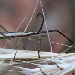 Mutusca brevicornis (A broad-headed bug) at Higgins Woodland - 3 Apr 2024 by Panterranist