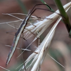 Mutusca brevicornis at Higgins Woodland - 3 Apr 2024