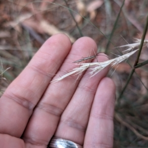 Mutusca brevicornis at Higgins Woodland - 3 Apr 2024