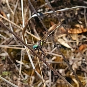 Parasynthemis regina at Piney Ridge - 3 Apr 2024