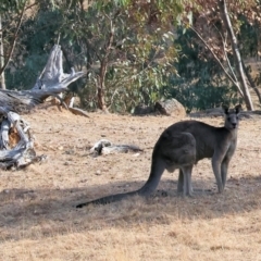 Macropus giganteus (Eastern Grey Kangaroo) at Wodonga - 1 Apr 2024 by KylieWaldon
