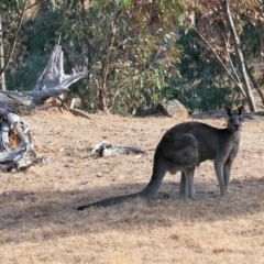 Macropus giganteus (Eastern Grey Kangaroo) at Wodonga - 31 Mar 2024 by KylieWaldon