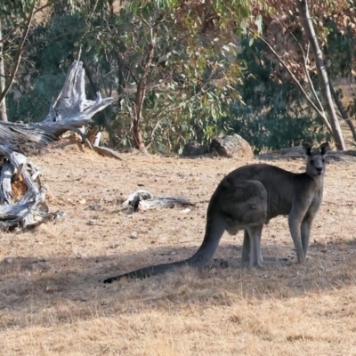 Macropus giganteus (Eastern Grey Kangaroo) at Wodonga - 31 Mar 2024 by KylieWaldon