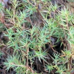 Melichrus urceolatus (Urn Heath) at Wodonga - 31 Mar 2024 by KylieWaldon