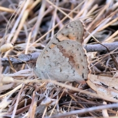 Junonia villida (Meadow Argus) at Wodonga - 31 Mar 2024 by KylieWaldon