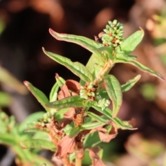 Persicaria prostrata (Creeping Knotweed) at WREN Reserves - 1 Apr 2024 by KylieWaldon