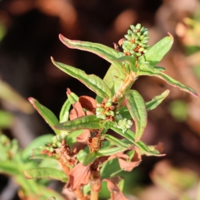 Persicaria prostrata (Creeping Knotweed) at WREN Reserves - 1 Apr 2024 by KylieWaldon