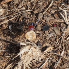 Iridomyrmex purpureus at Wodonga, VIC - 31 Mar 2024 by KylieWaldon