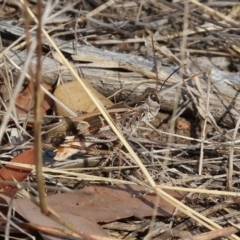 Oedaleus australis at Wodonga - 31 Mar 2024 by KylieWaldon