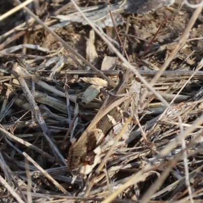 Oedaleus australis (Australian Oedaleus) at Wodonga - 31 Mar 2024 by KylieWaldon