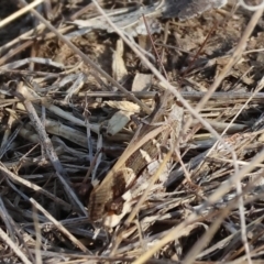 Unidentified Grasshopper (several families) at Wodonga, VIC - 31 Mar 2024 by KylieWaldon