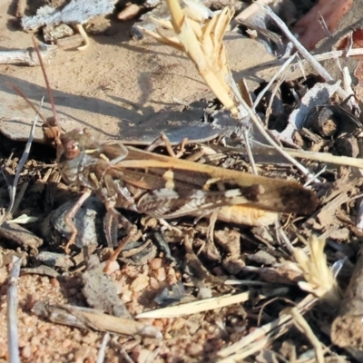 Unidentified Grasshopper (several families) at Wodonga, VIC - 31 Mar 2024 by KylieWaldon