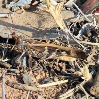 Oedaleus australis at Wodonga, VIC - 31 Mar 2024 by KylieWaldon