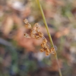 Juncus subsecundus at Block 402 - 3 Apr 2024