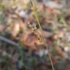 Juncus subsecundus at Block 402 - 3 Apr 2024