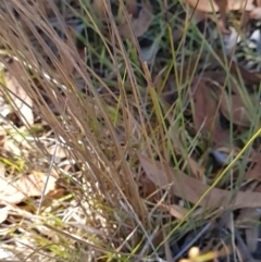 Juncus subsecundus at Block 402 - 3 Apr 2024