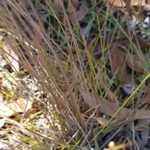 Juncus subsecundus at Block 402 - 3 Apr 2024