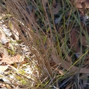 Juncus subsecundus at Block 402 - 3 Apr 2024