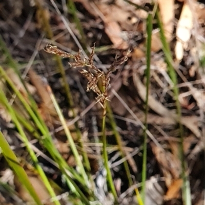 Lepidosperma laterale (Variable Sword Sedge) at Denman Prospect, ACT - 3 Apr 2024 by WalkYonder