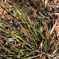 Lepidosperma laterale at Block 402 - 3 Apr 2024