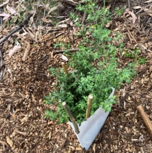 Prostanthera sp. at Red Hill to Yarralumla Creek - 28 Mar 2024