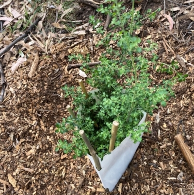 Prostanthera sp. (Mint Bush) at Garran, ACT - 28 Mar 2024 by ruthkerruish