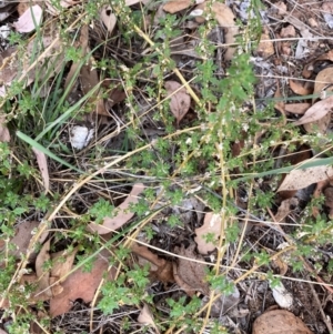 Dysphania pumilio at Red Hill to Yarralumla Creek - 23 Mar 2024 04:31 PM