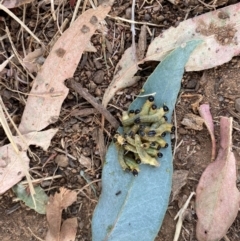 Pseudoperga sp. (genus) (Sawfly, Spitfire) at Red Hill to Yarralumla Creek - 6 Mar 2024 by ruthkerruish