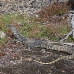 Varanus rosenbergi (Heath or Rosenberg's Monitor) at Namadgi National Park - 3 Apr 2024 by LOz