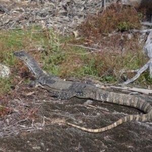 Varanus rosenbergi at Namadgi National Park - 3 Apr 2024