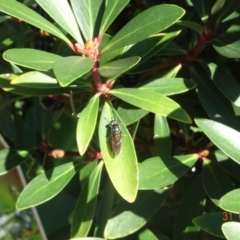 Hermetia illucens (American Soldier Fly) at Kambah, ACT - 31 Mar 2024 by GirtsO