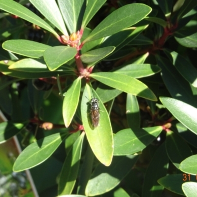 Hermetia illucens (American Soldier Fly) at Kambah, ACT - 31 Mar 2024 by GirtsO