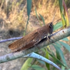 Goniaea opomaloides (Mimetic Gumleaf Grasshopper) at Mount Ainslie - 30 Mar 2024 by Pirom