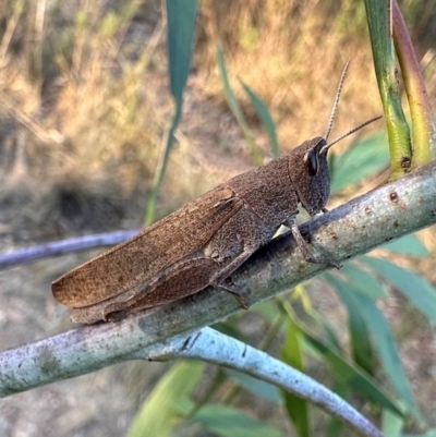 Goniaea opomaloides (Mimetic Gumleaf Grasshopper) at Ainslie, ACT - 30 Mar 2024 by Pirom