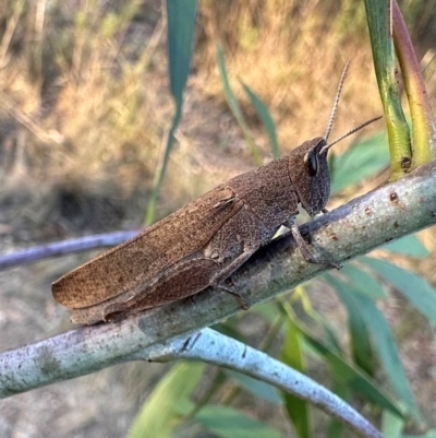 Unidentified Grasshopper (several families) at Ainslie, ACT - 30 Mar 2024 by Pirom