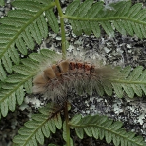 Lymantriinae (subfamily) (Unidentified tussock moths) at Namadgi National Park by LOz