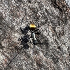 Polyrhachis ammon (Golden-spined Ant, Golden Ant) at Campbell, ACT - 30 Mar 2024 by Pirom