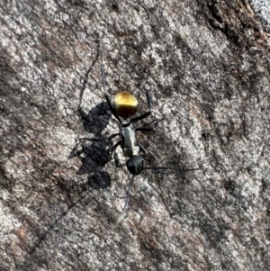 Polyrhachis ammon (Golden-spined Ant, Golden Ant) at Mount Ainslie by Pirom