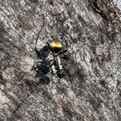 Polyrhachis ammon (Golden-spined Ant, Golden Ant) at Mount Ainslie - 30 Mar 2024 by Pirom