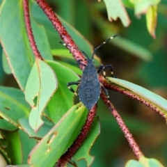 Gelonus tasmanicus (Leaf-footed bug) at Cradle Mountain, TAS - 13 Feb 2024 by AlisonMilton