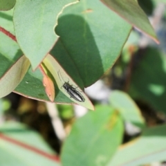 Unidentified Beetle (Coleoptera) at Cradle Mountain, TAS - 13 Feb 2024 by AlisonMilton