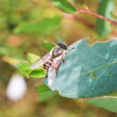 Unidentified True fly (Diptera) at Cradle Mountain, TAS - 13 Feb 2024 by AlisonMilton