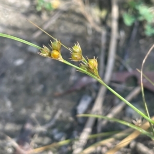 Juncus tenuis at Namadgi National Park - 3 Apr 2024
