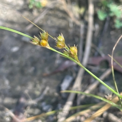 Juncus tenuis (Slender Rush) at Namadgi National Park - 3 Apr 2024 by JaneR