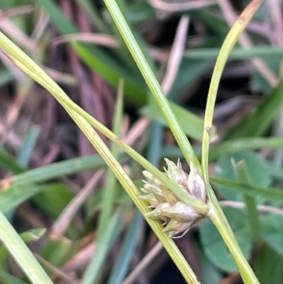 Carex inversa (Knob Sedge) at Tharwa, ACT - 3 Apr 2024 by JaneR