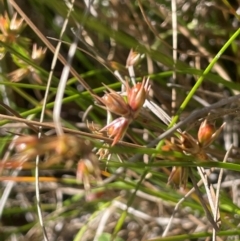 Juncus homalocaulis (A Rush) at Tharwa, ACT - 3 Apr 2024 by JaneR