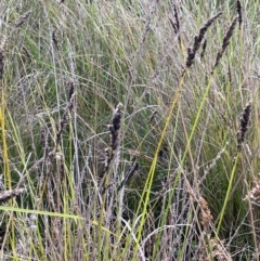 Carex appressa (Tall Sedge) at Tharwa, ACT - 3 Apr 2024 by JaneR