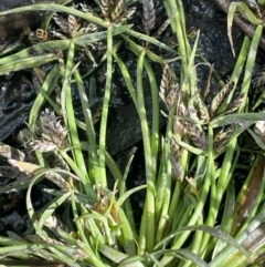 Cyperus sanguinolentus (A Sedge) at Namadgi National Park - 3 Apr 2024 by JaneR