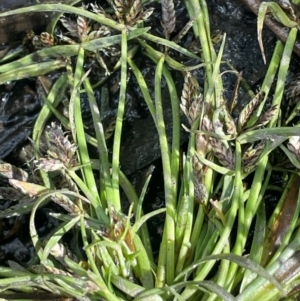 Cyperus sanguinolentus at Namadgi National Park - 3 Apr 2024